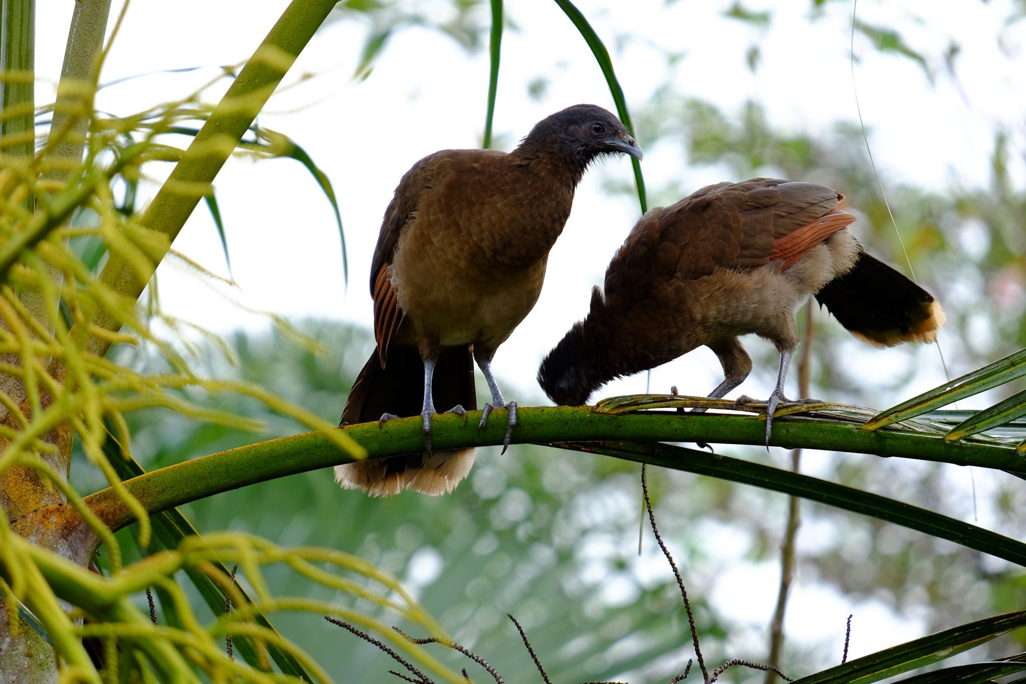 Rio San Carlos, Costa Rica