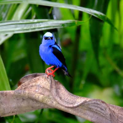 Rio San Carlos, Costa Rica