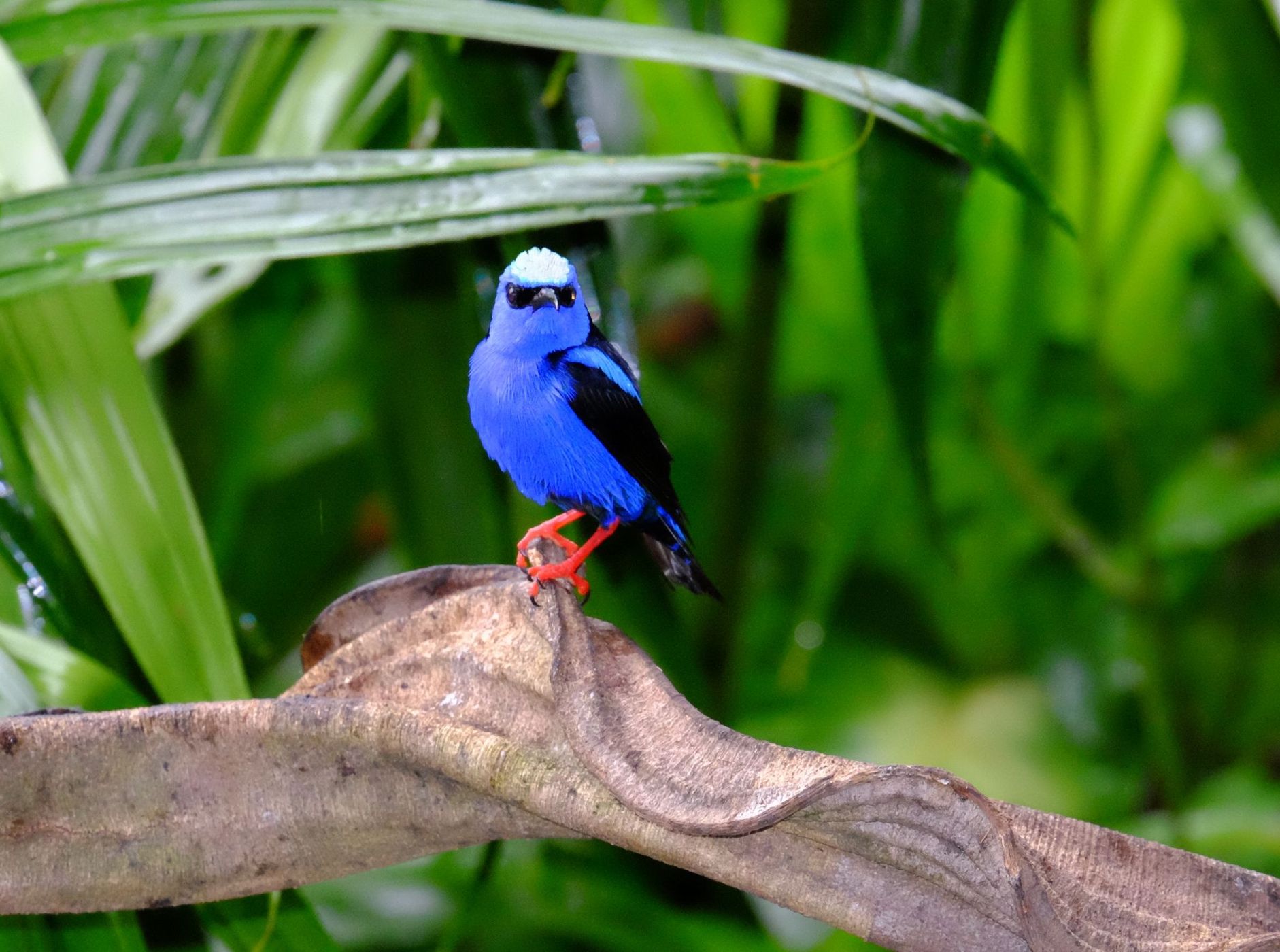 Rio San Carlos, Costa Rica