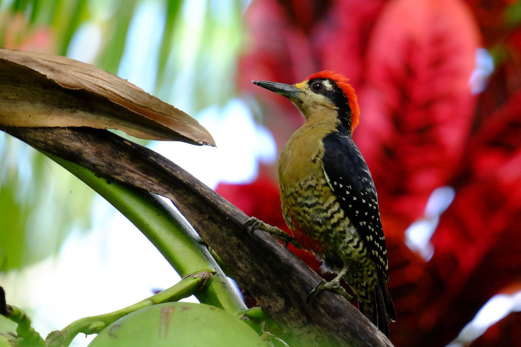 Rio San Carlos, Costa Rica