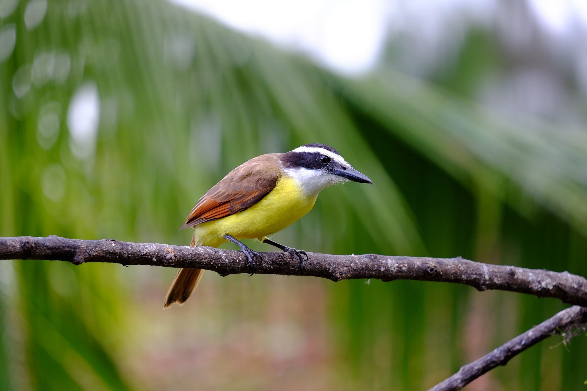 Rio San Carlos, Costa Rica