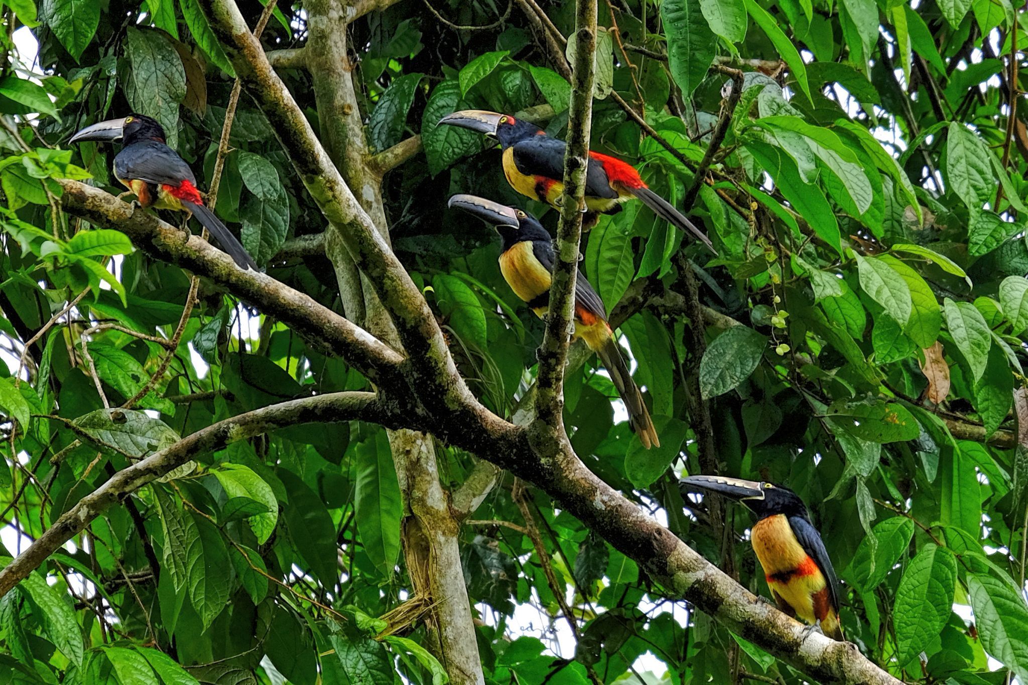 Rio San Carlos, Costa Rica