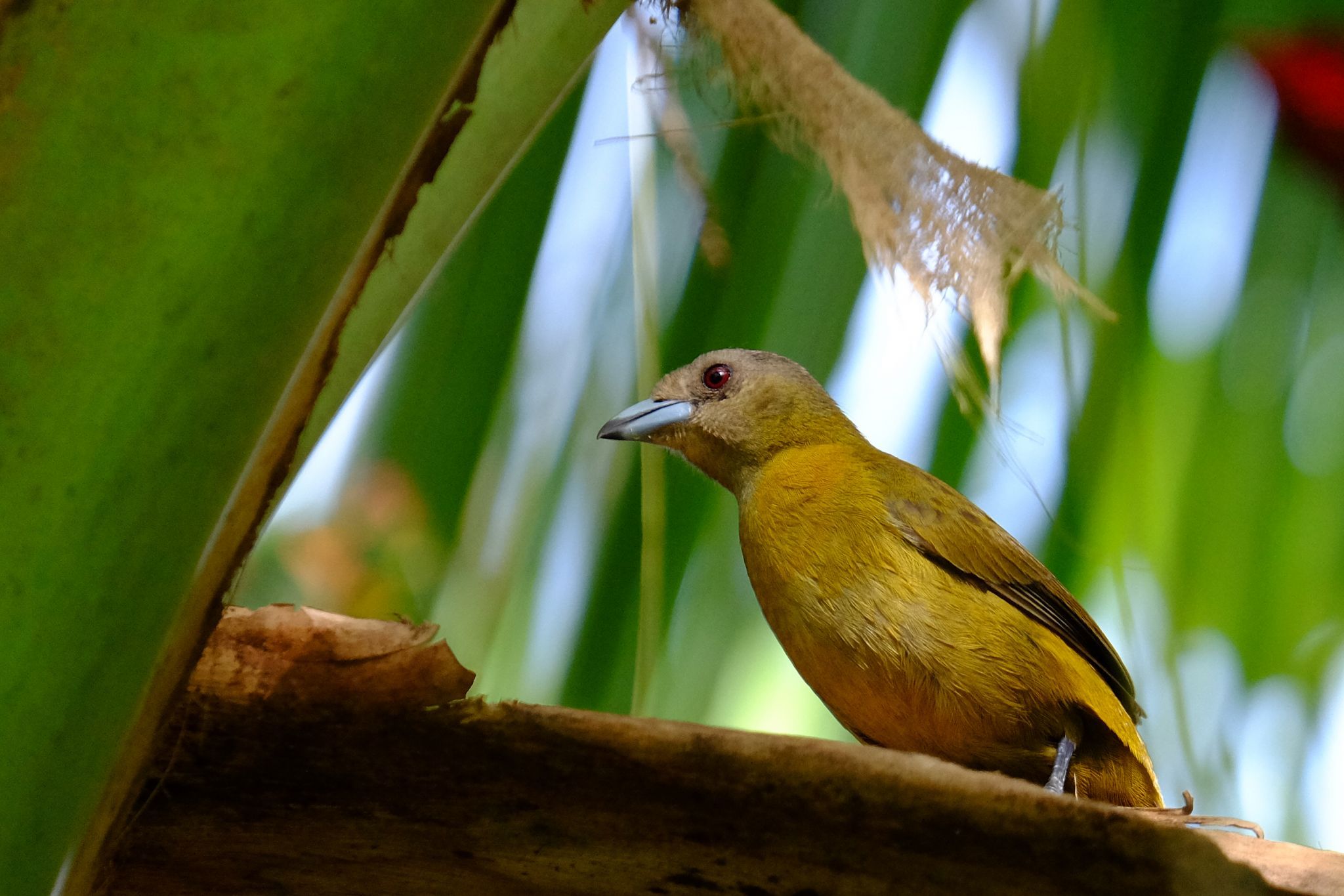 Rio San Carlos, Costa Rica