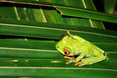 Tortuguero