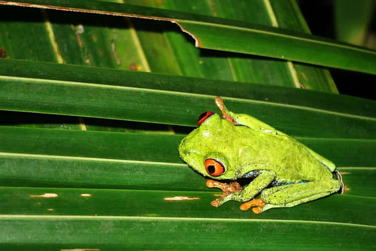 Tortuguero