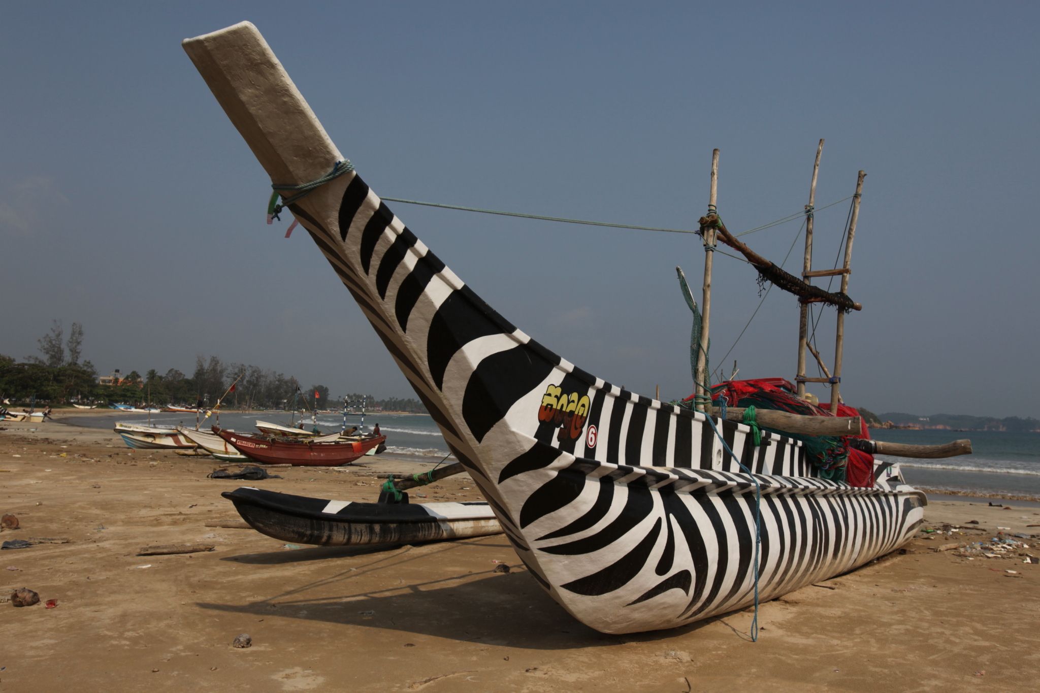 Zebra, Sri Lanka
