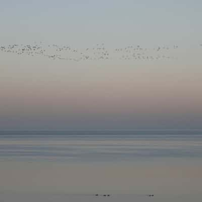 Birds above the Waddensea, Netherlands