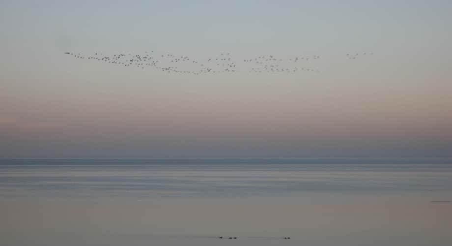 Birds above the Waddensea