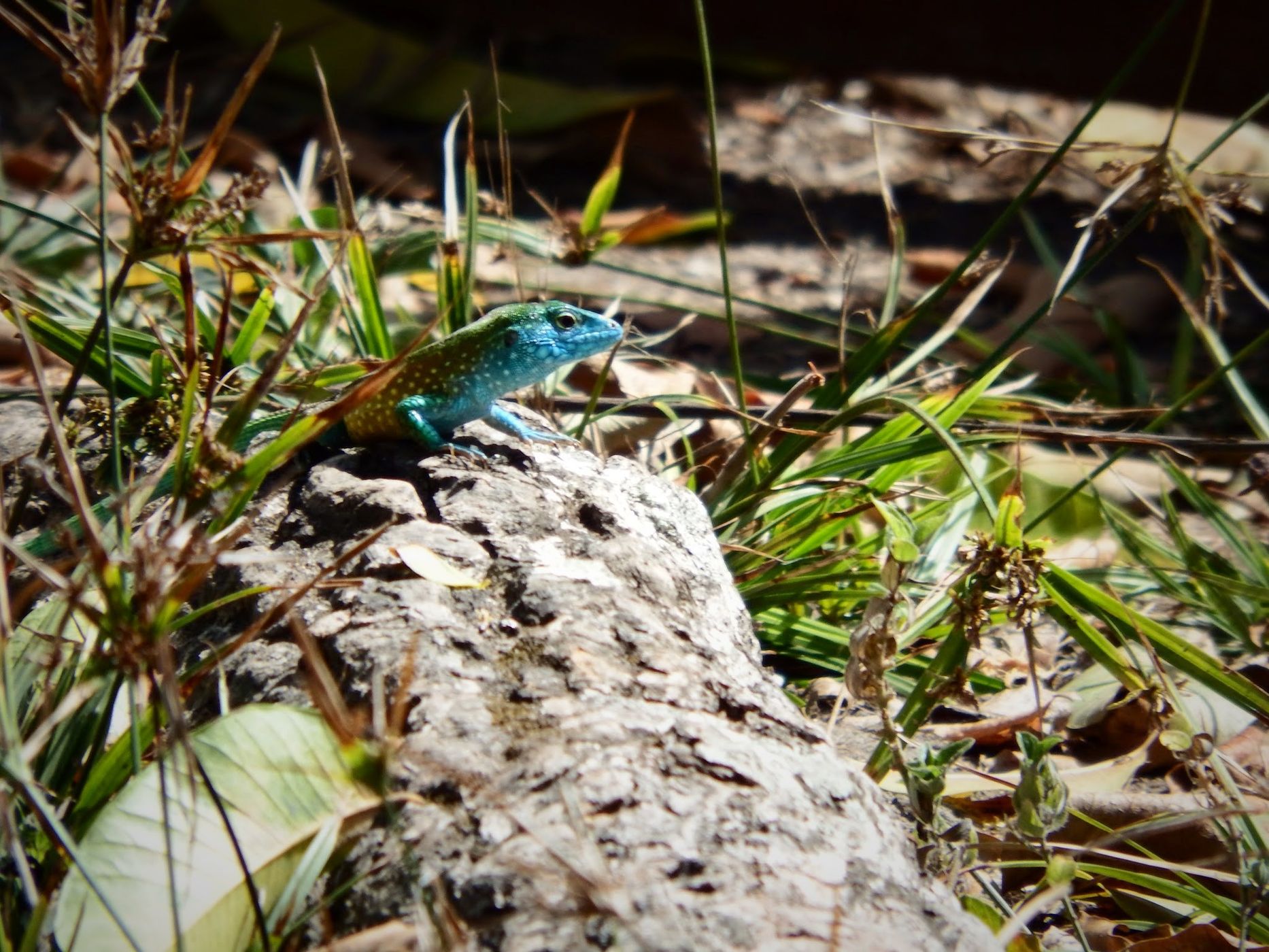 Colorful lagart, Colombia