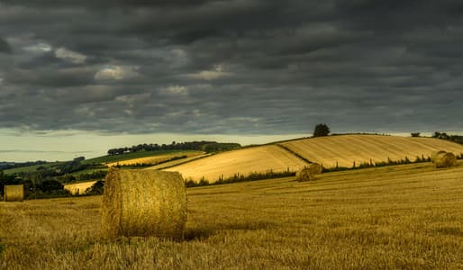 Field