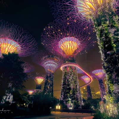 Gardens by the Bay SuperTree forest, Singapore, Singapore