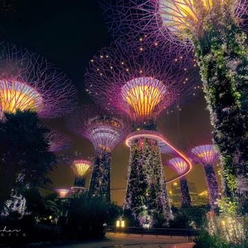 Gardens by the Bay SuperTree forest, Singapore, Singapore