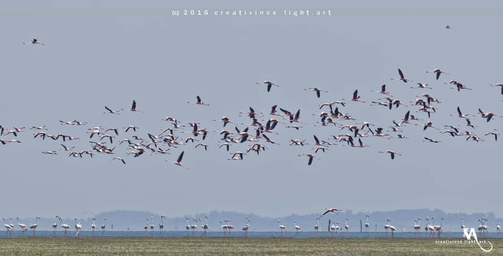 Land of Greater Flamingos, Pulicat