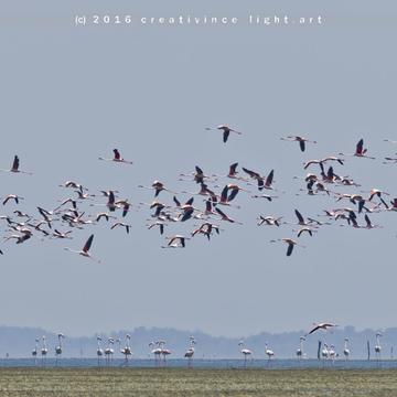 Land of Greater Flamingos, Pulicat, India