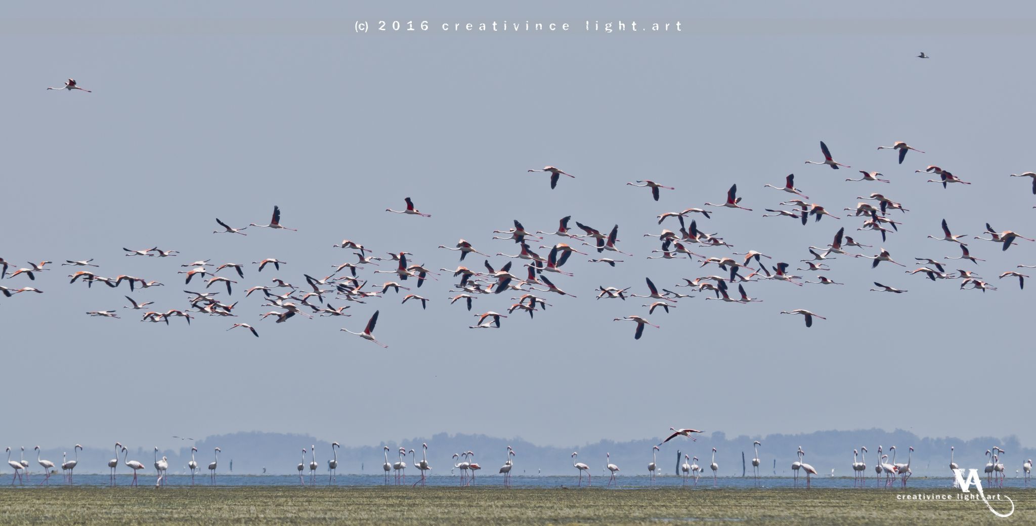 Land of Greater Flamingos, Pulicat, India