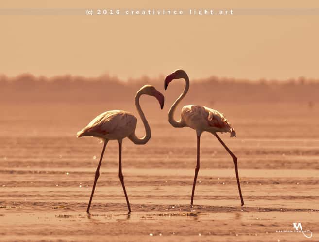 Land of the Greater Flamingos, Pulicat