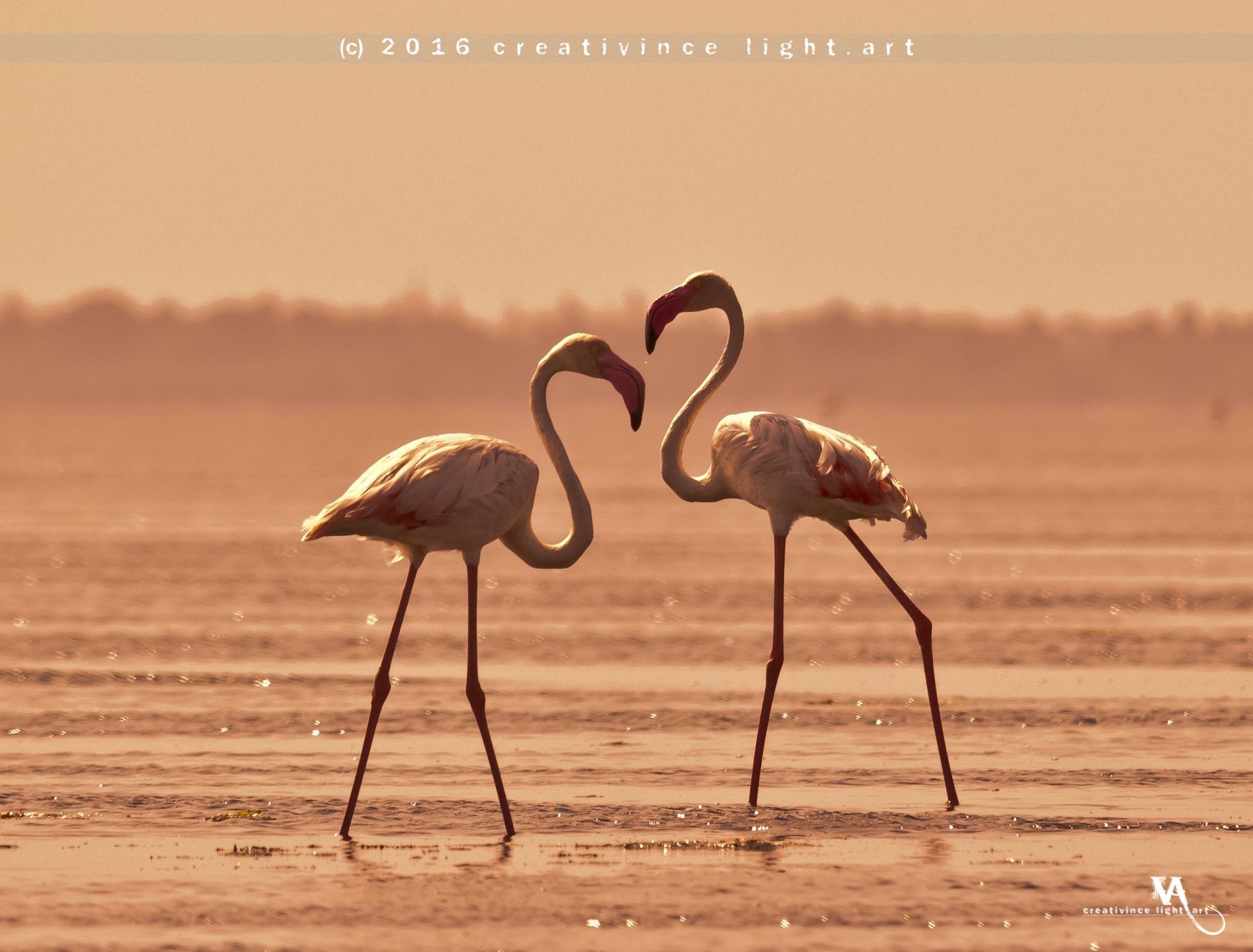 Land of the Greater Flamingos, Pulicat, India