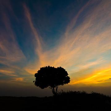 Lone Tree Silhouette, Nandi Hills, India