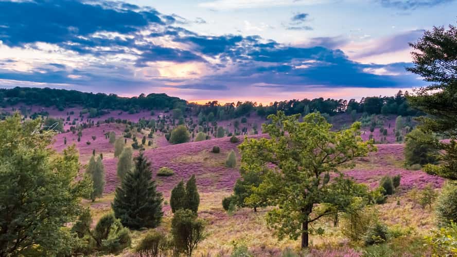 „Totengrund“, Lüneburger Heide