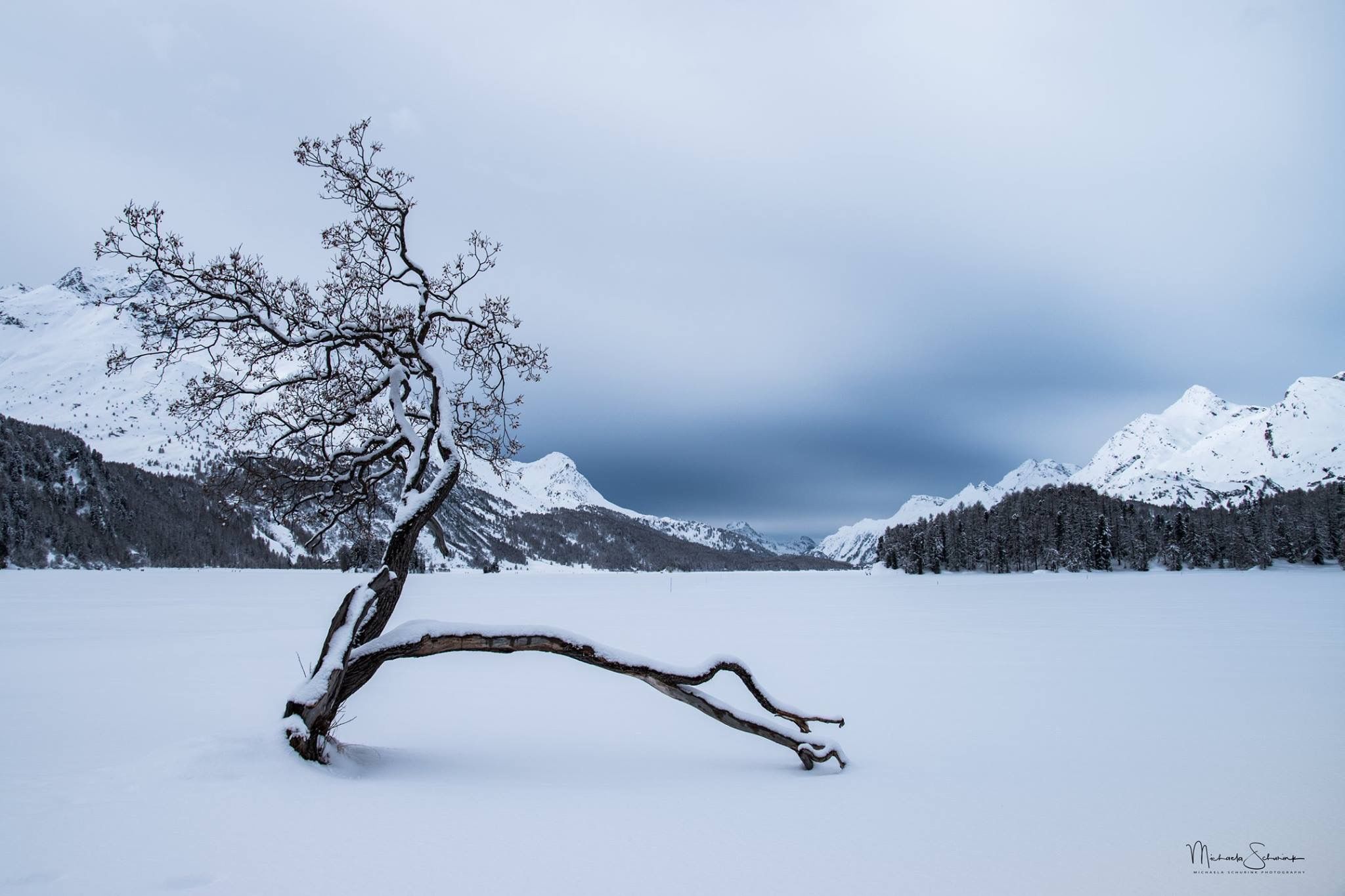 Magic tree at Silsersee, Sils Maria, Switzerland