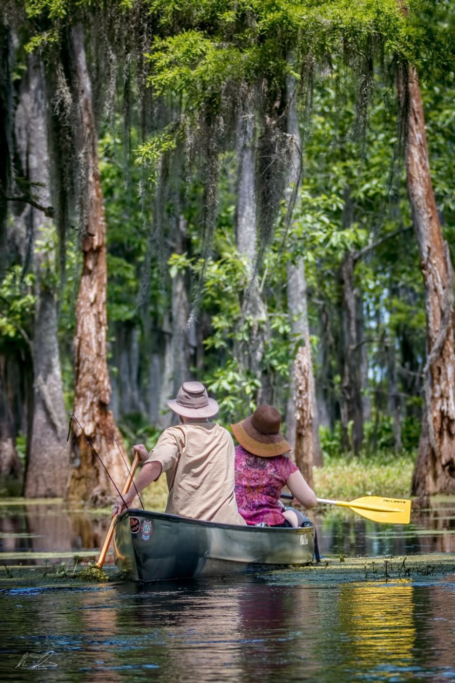 Manchac Swamp, USA