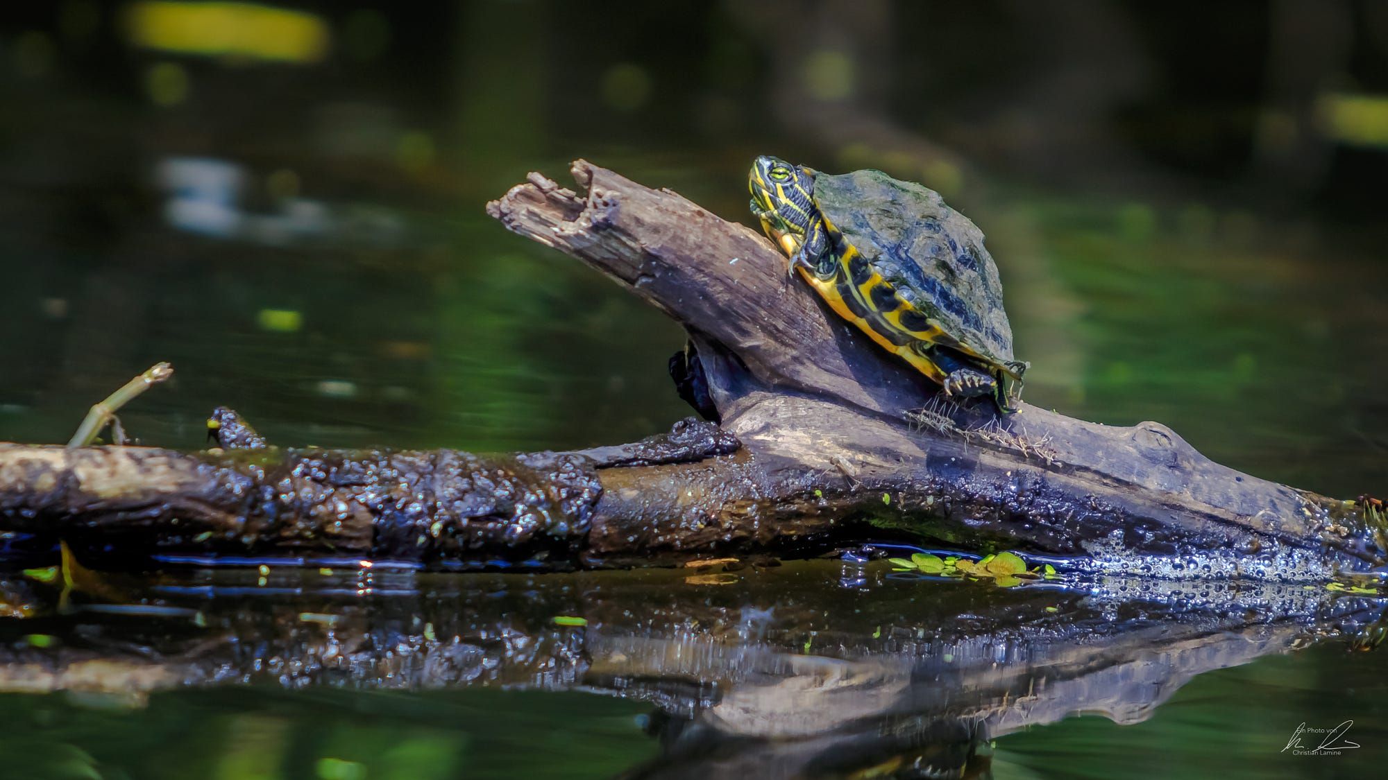Manchac Swamp, USA