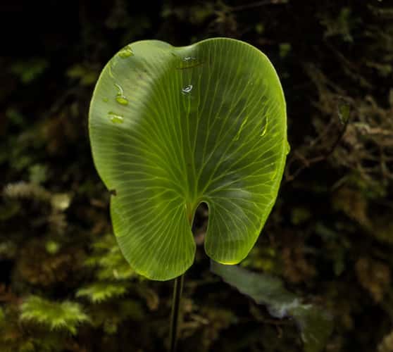 Lake Matheson Reserve