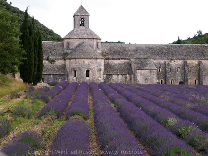 Lavender blossom at Notre-Dame de Sénanque