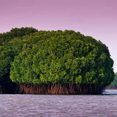 Pichavaram Mangrove Forest, India