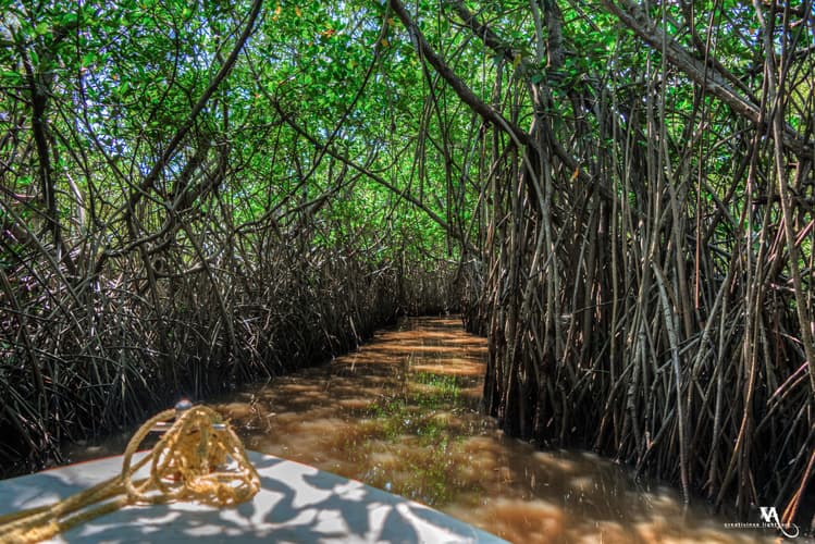 Pichavaram Mangrove Forest