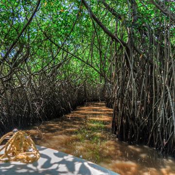 Pichavaram Mangrove Forest, India