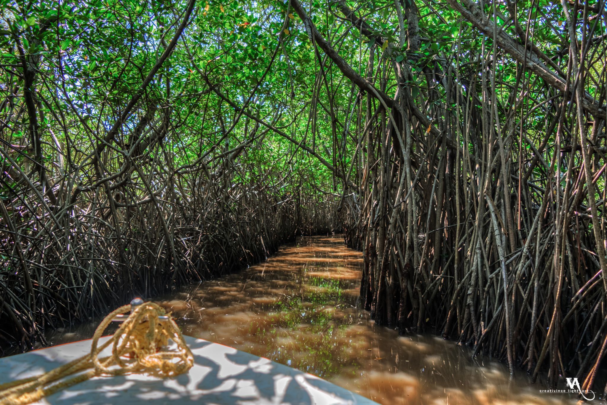 Pichavaram Mangrove Forest, India