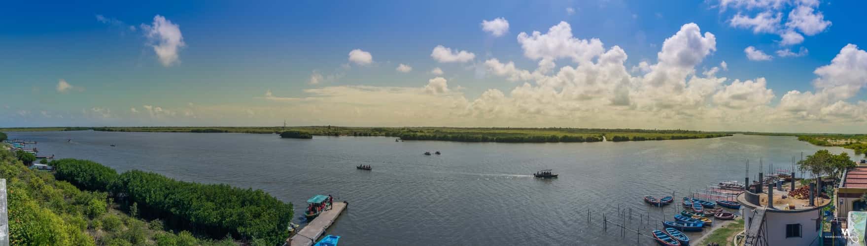 Pichavaram Mangrove Forest