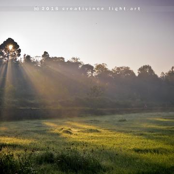 Sunrise behind tree, NPS Lakeview Resort, India