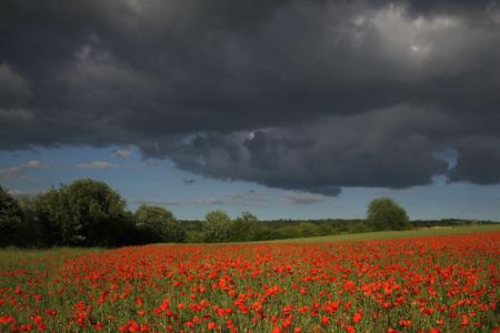 Thunderstorm gathering over poppy field