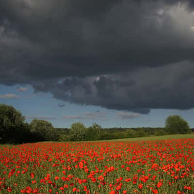 Thunderstorm gathering over poppy field, Germany