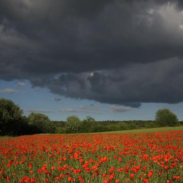 Thunderstorm gathering over poppy field, Germany