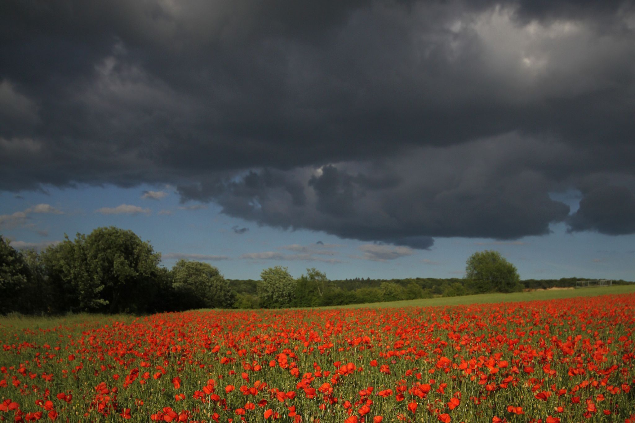 Thunderstorm gathering over poppy field, Germany