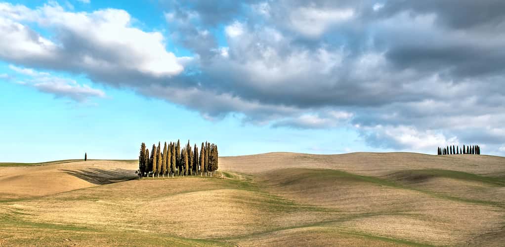Tuscany Grove