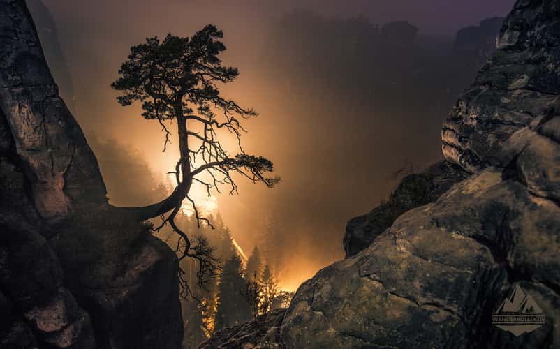 Wetterkiefer bei der Bastei  - Elbsandsteingebirge