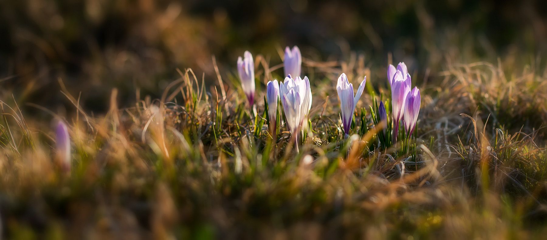 Wild Crocuses, Bad Tölz, Germany