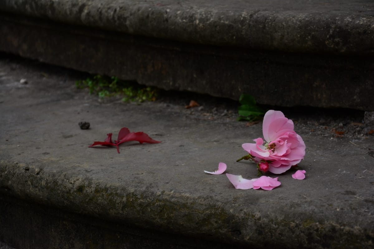 Wildrose on the stairs, Poland