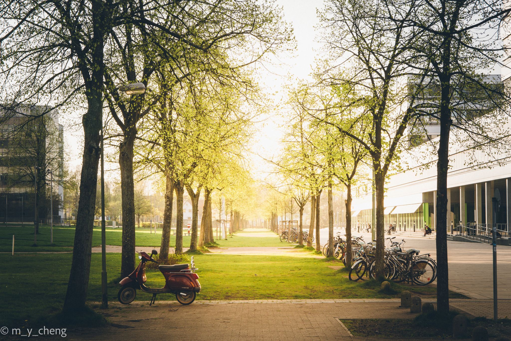 A green tunnel in the campus of Uni Bielefeld, Germany