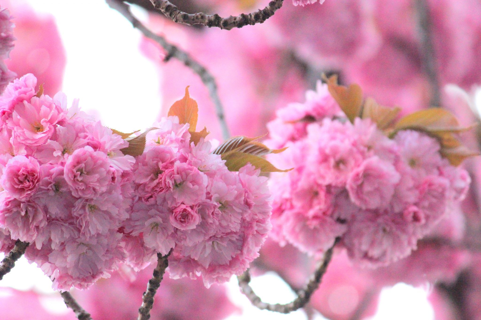 'Altstadt' cherry trees, Bonn, Germany