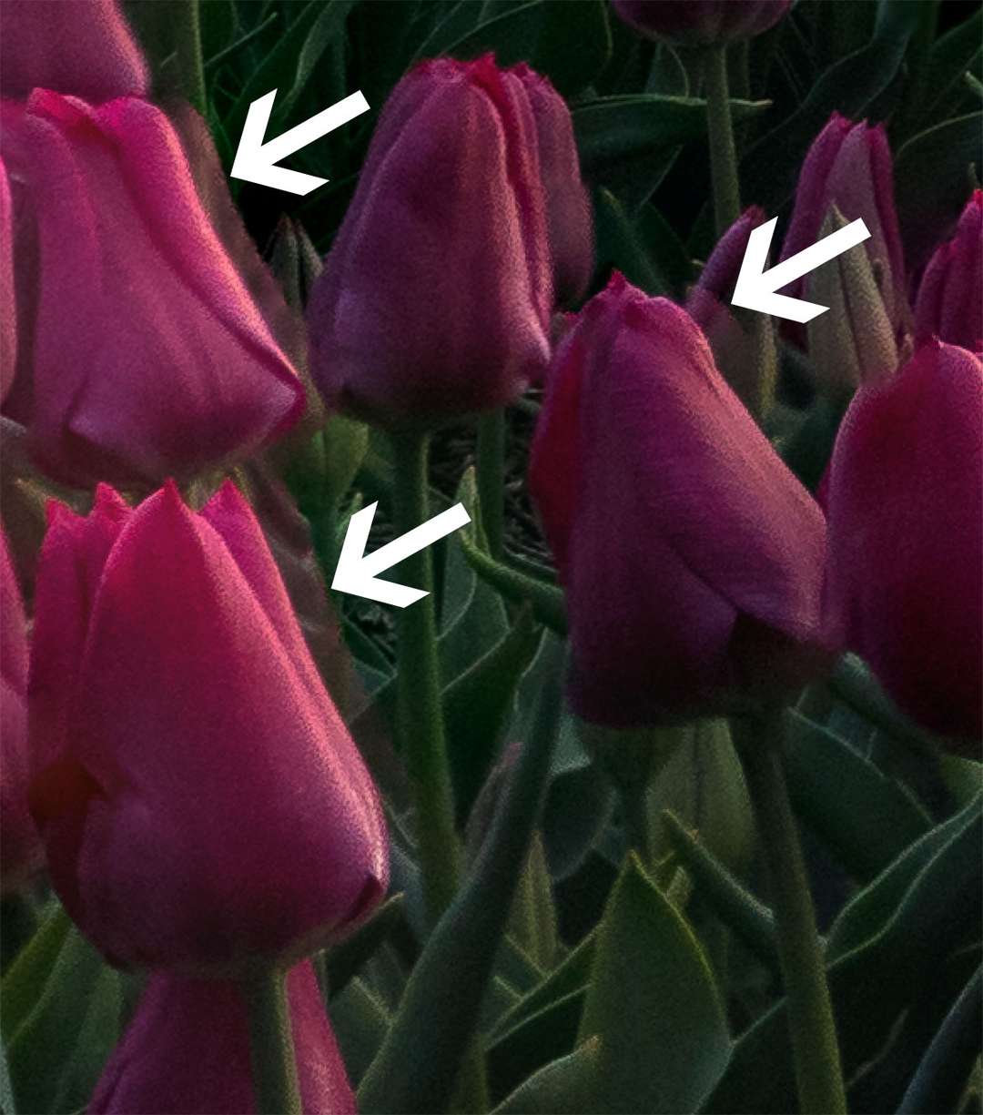 This is an example for stacking moving objects. Sometimes Photoshop merges the layers correctly in general but leaves some spots with ghosting effects (transparent flowers). In this case, we can just manually mask the layer in to get rid off this effect, especially in the foreground where mistakes like this would be visible to the viewer.