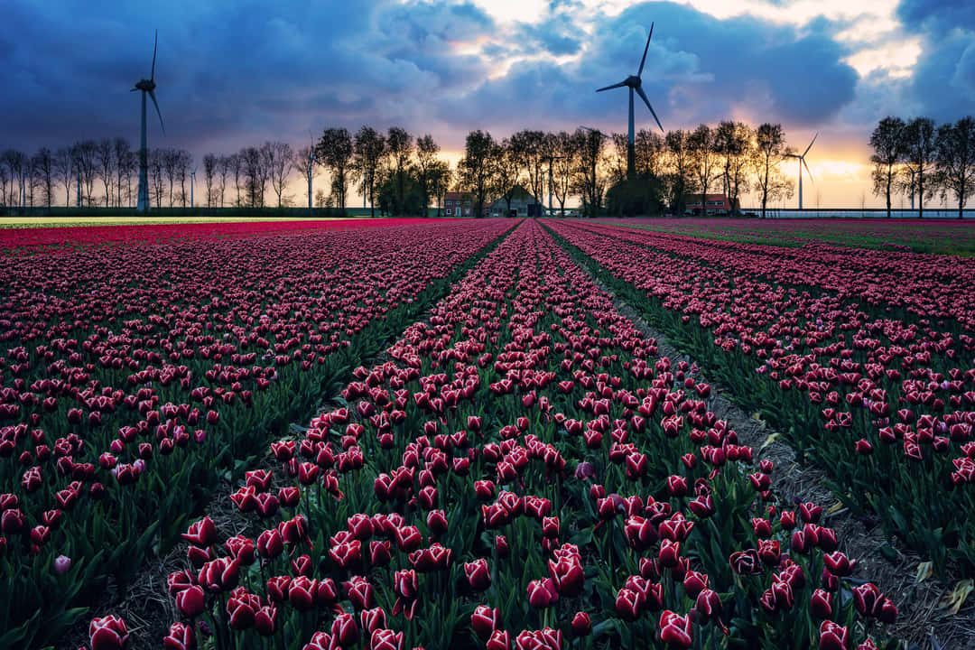 This is how the final focus stacked image of a tulip field near Espel in the Netherlands can look like. I took an additional photo just for the clouds so that they are also perfectly exposed. I finally merged them in as another layer after stacking the images.