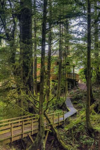 Cabin in the Rainforest