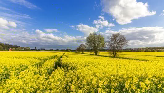 Canola Fields