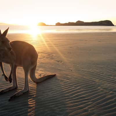 Cape Hillsborough, Queensland, Australia