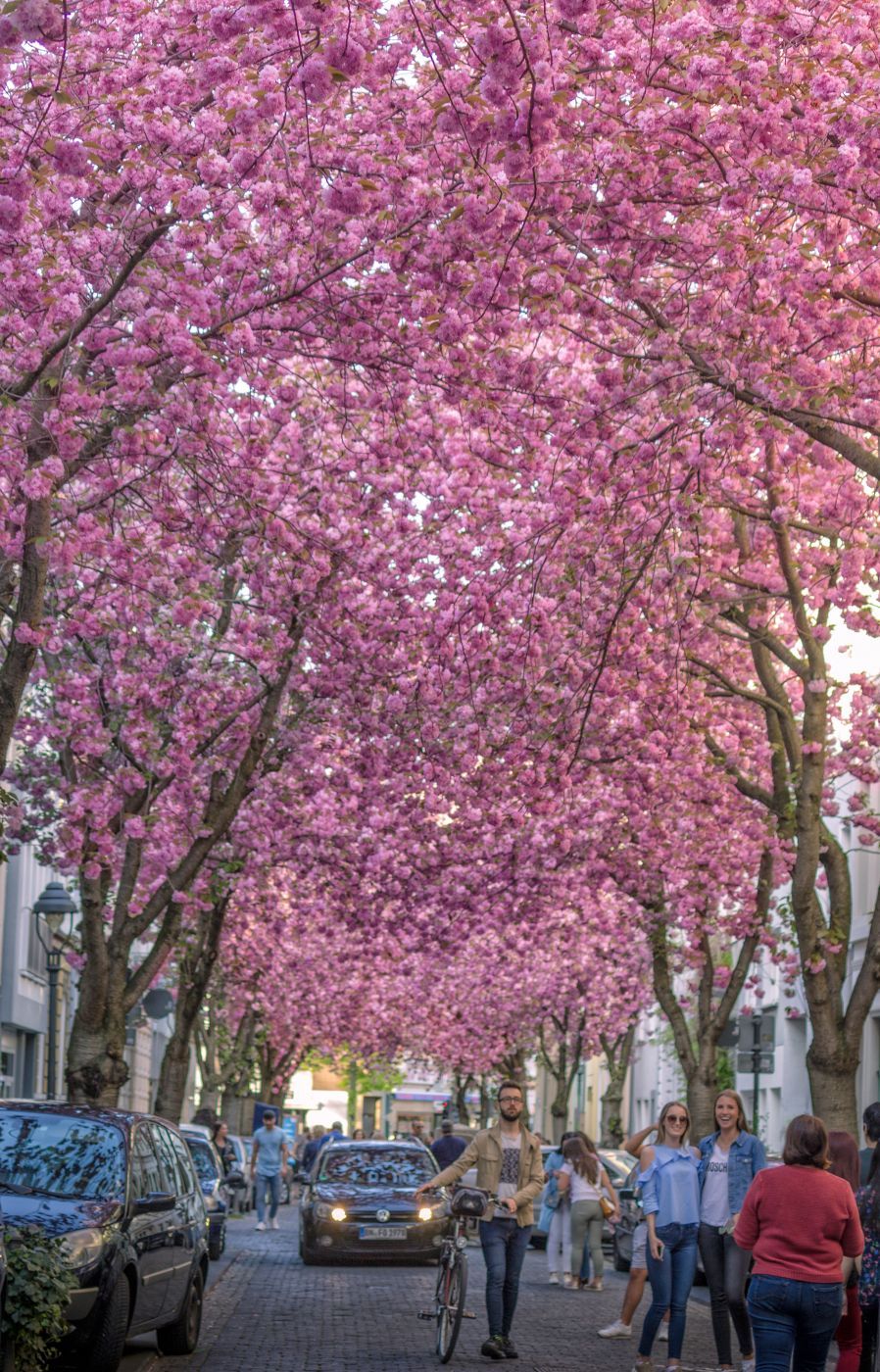Cherry trees at Heerstreet, Bonn, Germany